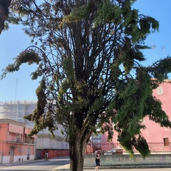 A fuoco due alberi in Largo Ariosto