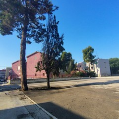 A fuoco due alberi in Largo Ariosto