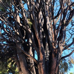 A fuoco due alberi in Largo Ariosto