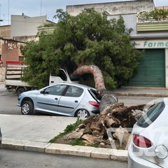 Albero caduto in via Fermi