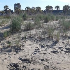 area tutela fratino spiaggia barletta