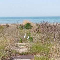 area tutela fratino spiaggia barletta