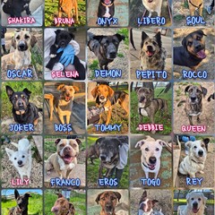 Canile di Barletta, struttura in esubero. «Le adozioni sono ferme»