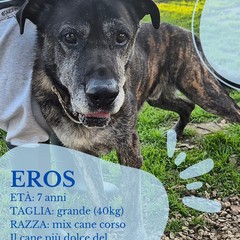 Canile di Barletta, struttura in esubero. «Le adozioni sono ferme»