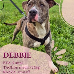 Canile di Barletta, struttura in esubero. «Le adozioni sono ferme»