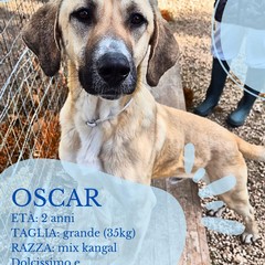 Canile di Barletta, struttura in esubero. «Le adozioni sono ferme»