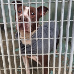 Canile di Barletta, struttura in esubero. «Le adozioni sono ferme»