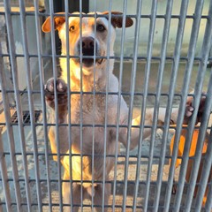 Canile di Barletta, struttura in esubero. «Le adozioni sono ferme»