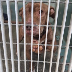 Canile di Barletta, struttura in esubero. «Le adozioni sono ferme»