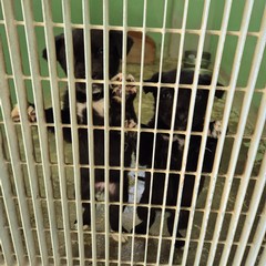 Canile di Barletta, struttura in esubero. «Le adozioni sono ferme»