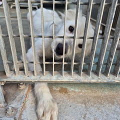 Canile di Barletta, struttura in esubero. «Le adozioni sono ferme»