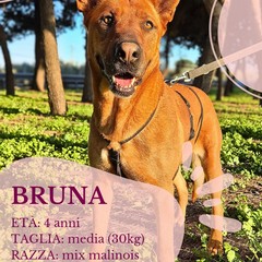 Canile di Barletta, struttura in esubero. «Le adozioni sono ferme»