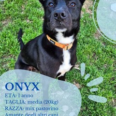 Canile di Barletta, struttura in esubero. «Le adozioni sono ferme»