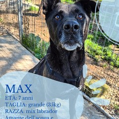 Canile di Barletta, struttura in esubero. «Le adozioni sono ferme»