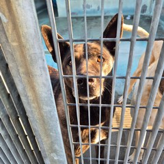 Canile di Barletta, struttura in esubero. «Le adozioni sono ferme»