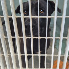 Canile di Barletta, struttura in esubero. «Le adozioni sono ferme»