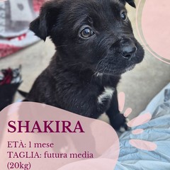 Canile di Barletta, struttura in esubero. «Le adozioni sono ferme»