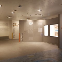 Canne della Battaglia, l'antiquarium torna a nuova vita