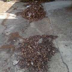 Cimitero di Barletta, buche pericolose ed erbacce