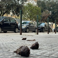 In via Paolo Ricci slalom tra le deiezioni dei cani