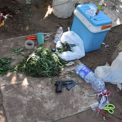Scoperta vasta piantagione di marijuana a Barletta