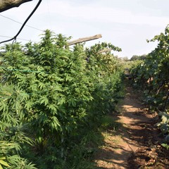 Scoperta vasta piantagione di marijuana a Barletta