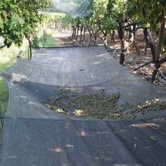Scoperta vasta piantagione di marijuana a Barletta
