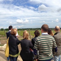 Onav: wine, passion & skill