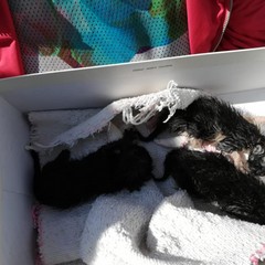 Gattini gettati vivi tra i vetri rotti: miracoloso salvataggio a Barletta