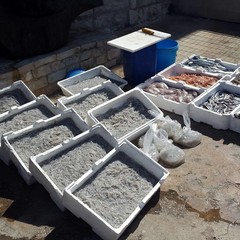 Oltre 200 kg di pesce, novellame e frutti di mare sequestrati a Barletta