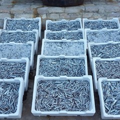 Oltre 200 kg di pesce, novellame e frutti di mare sequestrati a Barletta