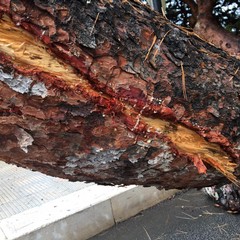 Rimosso l'albero caduto a Levante, verifiche in corso