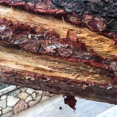 Rimosso l'albero caduto a Levante, verifiche in corso