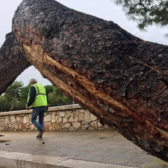 Rimosso l'albero caduto a Levante, verifiche in corso