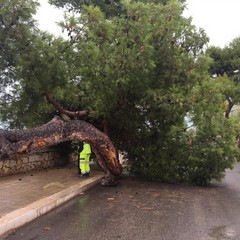 Rimosso l'albero caduto a Levante, verifiche in corso