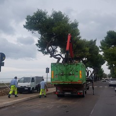 Rimosso l'albero caduto a Levante, verifiche in corso