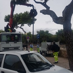 Rimosso l'albero caduto a Levante, verifiche in corso
