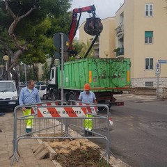 Rimosso l'albero caduto a Levante, verifiche in corso