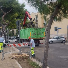 Rimosso l'albero caduto a Levante, verifiche in corso