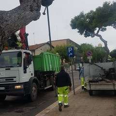 Rimosso l'albero caduto a Levante, verifiche in corso
