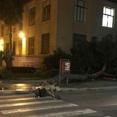 Albero caduto in via D'Aragona