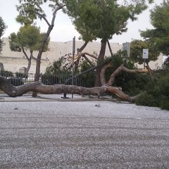 Albero caduto in piazza Castello