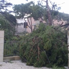 Albero caduto in piazza Castello