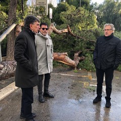 Albero caduto in piazza Castello