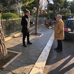 Albero caduto in piazza Castello