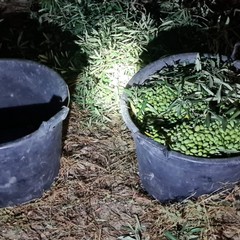 Tentato furto di olive in contrada Polvere a Barletta