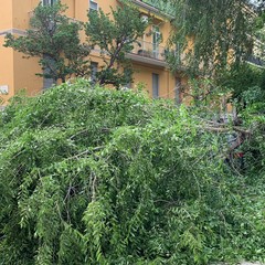 Grosso ramo cade in via Vitrani, bloccato accesso a via Chieffi