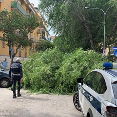 Grosso ramo cade in via Vitrani, bloccato accesso a via Chieffi