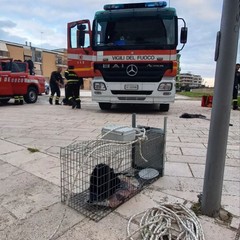 Gatto salvato dai Vigili del Fuoco nell'ex distilleria di Barletta