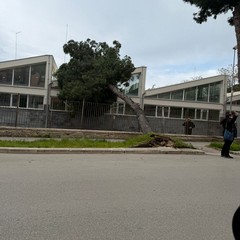 Albero caduto via dei Pini Barletta